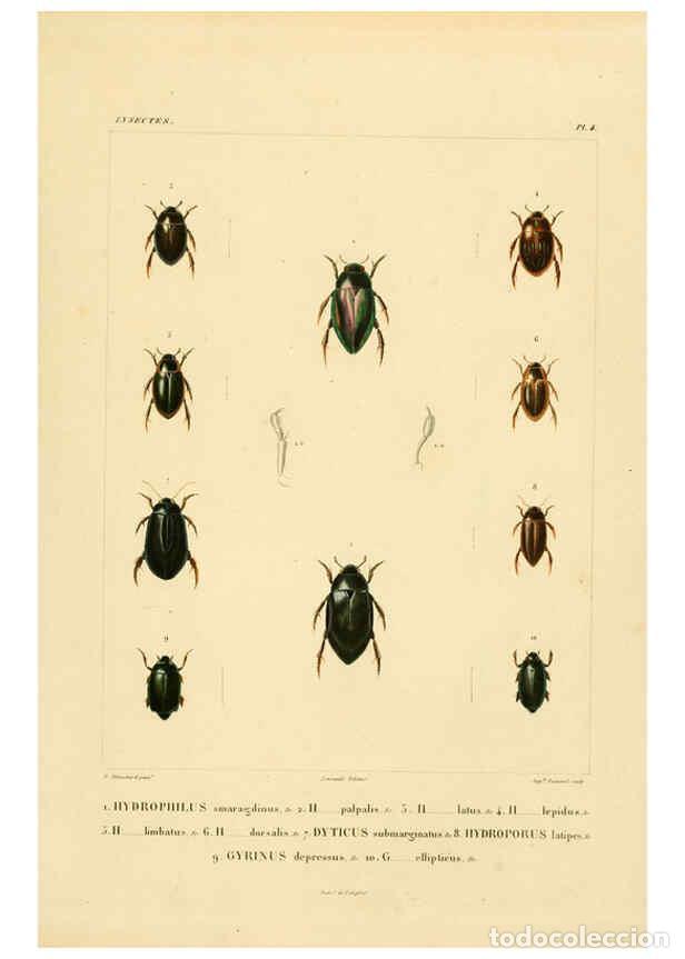 Colecionismo de Revistas e Jornais: Reproducci&oacute;n/Reproduction 6303244280: Voyage dans l'Am&eacute;rique M&eacute;ridionale. v.9. Paris :Pitois-Levraul