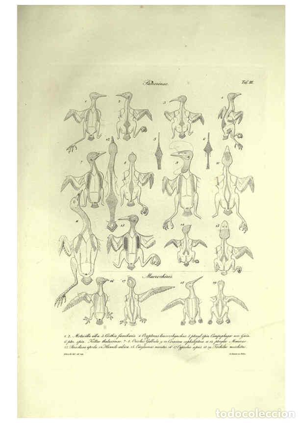 Colecionismo de Revistas e Jornais: Reproducci&oacute;n/Reproduction 6309095044: Nitzsch's Pterylography London,Pub. for the Ray society by R.