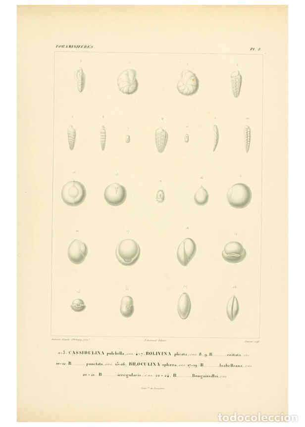 Colecionismo de Revistas e Jornais: Reproducci&oacute;n/Reproduction 6303236622: Voyage dans l'Am&eacute;rique M&eacute;ridionale. v.9. Paris :Pitois-Levraul