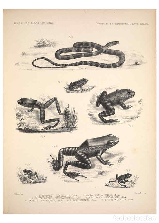 Colecionismo de Revistas e Jornais: Reproducci&oacute;n/Reproduction 6258168060: Anatomical and zoological researches v.2. London,B. Quaritch,1