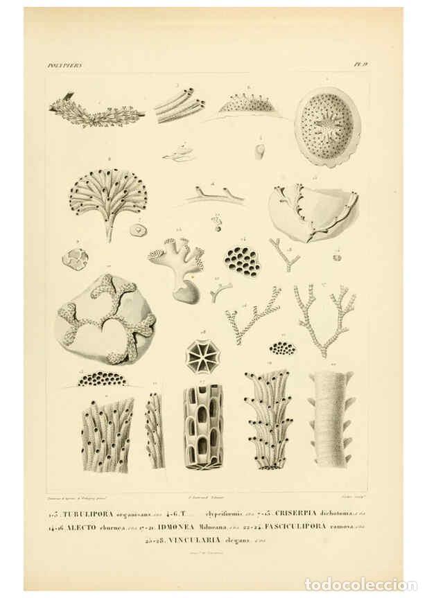 Colecionismo de Revistas e Jornais: Reproducci&oacute;n/Reproduction 6303233790: Voyage dans l'Am&eacute;rique M&eacute;ridionale. v.9. Paris :Pitois-Levraul