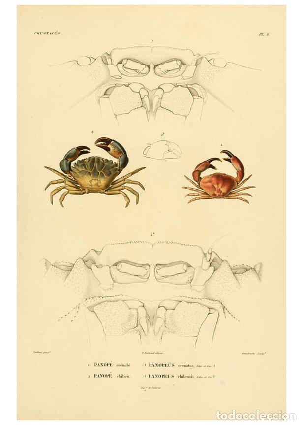 Colecionismo de Revistas e Jornais: Reproducci&oacute;n/Reproduction 6302713931: Voyage dans l'Am&eacute;rique M&eacute;ridionale. v.9. Paris :Pitois-Levraul