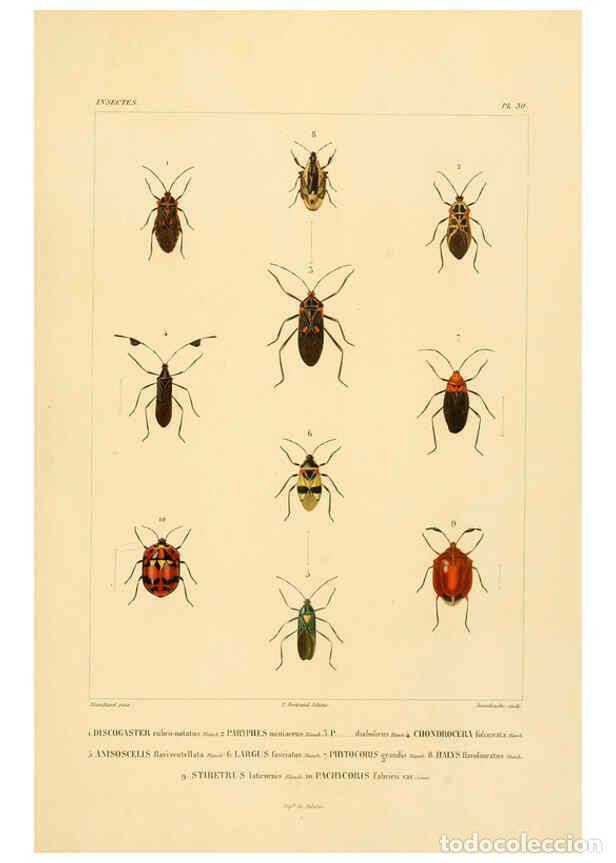 Colecionismo de Revistas e Jornais: Reproducci&oacute;n/Reproduction 6303250620: Voyage dans l'Am&eacute;rique M&eacute;ridionale. v.9. Paris :Pitois-Levraul