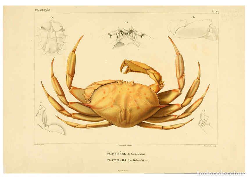 Colecionismo de Revistas e Jornais: Reproducci&oacute;n/Reproduction 6303241958: Voyage dans l'Am&eacute;rique M&eacute;ridionale. v.9. Paris :Pitois-Levraul