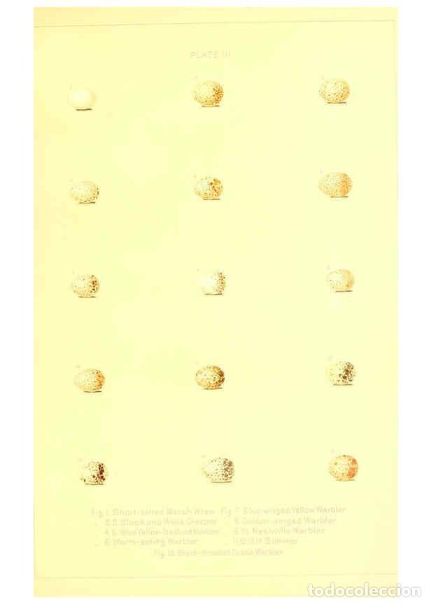 Colecionismo de Revistas e Jornais: Reproducci&oacute;n/Reproduction 6305817026: O&ouml;logy of New England Boston :A. Mudge & son, printers,1886 -