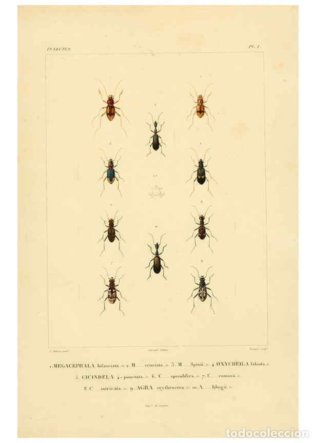 Colecionismo de Revistas e Jornais: Reproducci&oacute;n/Reproduction 6303243546: Voyage dans l'Am&eacute;rique M&eacute;ridionale. v.9. Paris :Pitois-Levraul