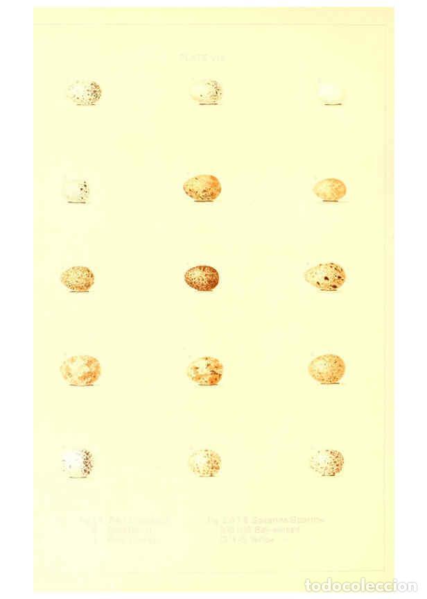 Colecionismo de Revistas e Jornais: Reproducci&oacute;n/Reproduction 6305292837: O&ouml;logy of New England Boston :A. Mudge & son, printers,1886 -