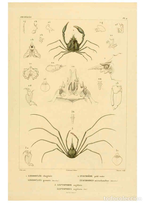 Colecionismo de Revistas e Jornais: Reproducci&oacute;n/Reproduction 6303237804: Voyage dans l'Am&eacute;rique M&eacute;ridionale. v.9. Paris :Pitois-Levraul