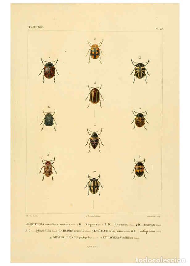 Colecionismo de Revistas e Jornais: Reproducci&oacute;n/Reproduction 6302723973: Voyage dans l'Am&eacute;rique M&eacute;ridionale. v.9. Paris :Pitois-Levraul