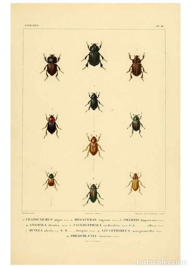 Colecionismo de Revistas e Jornais: Reproducci&oacute;n/Reproduction 6302720517: Voyage dans l'Am&eacute;rique M&eacute;ridionale. v.9. Paris :Pitois-Levraul