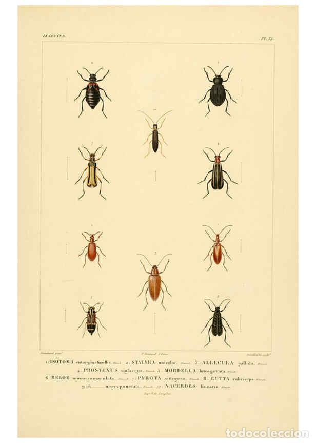 Colecionismo de Revistas e Jornais: Reproducci&oacute;n/Reproduction 6303246998: Voyage dans l'Am&eacute;rique M&eacute;ridionale. v.9. Paris :Pitois-Levraul