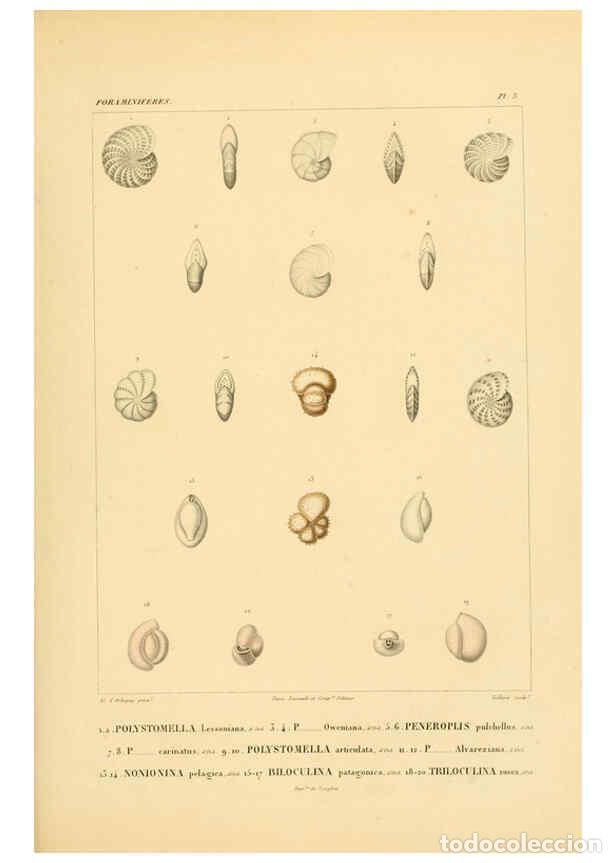 Colecionismo de Revistas e Jornais: Reproducci&oacute;n/Reproduction 6302710347: Voyage dans l'Am&eacute;rique M&eacute;ridionale. v.9. Paris :Pitois-Levraul