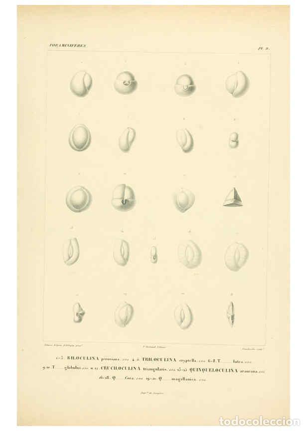 Colecionismo de Revistas e Jornais: Reproducci&oacute;n/Reproduction 6302711591: Voyage dans l'Am&eacute;rique M&eacute;ridionale. v.9. Paris :Pitois-Levraul