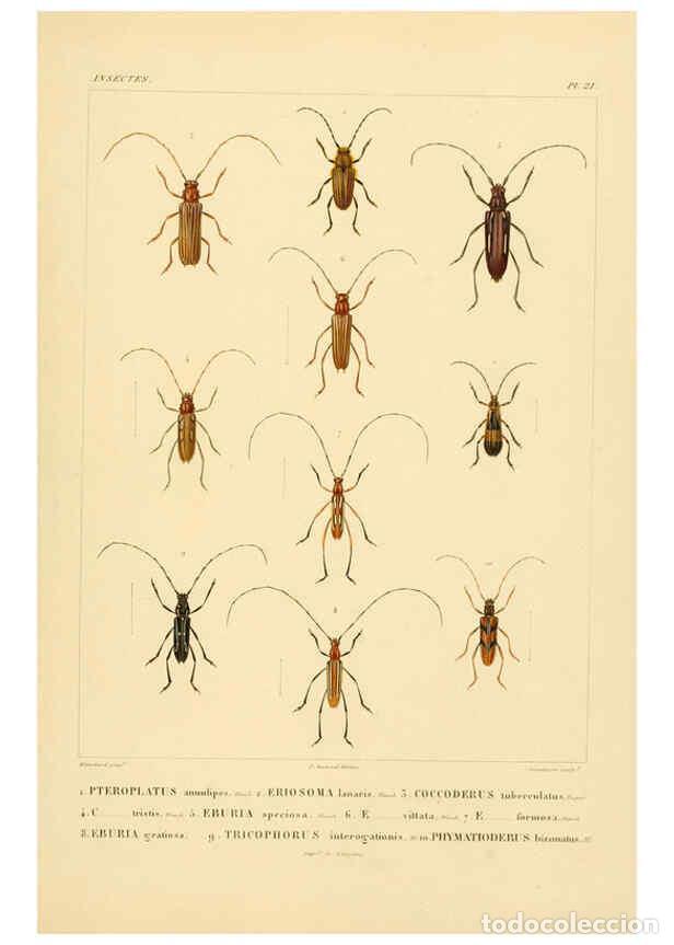 Colecionismo de Revistas e Jornais: Reproducci&oacute;n/Reproduction 6302722993: Voyage dans l'Am&eacute;rique M&eacute;ridionale. v.9. Paris :Pitois-Levraul