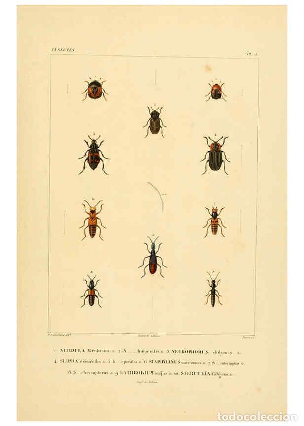 Colecionismo de Revistas e Jornais: Reproducci&oacute;n/Reproduction 6302719115: Voyage dans l'Am&eacute;rique M&eacute;ridionale. v.9. Paris :Pitois-Levraul