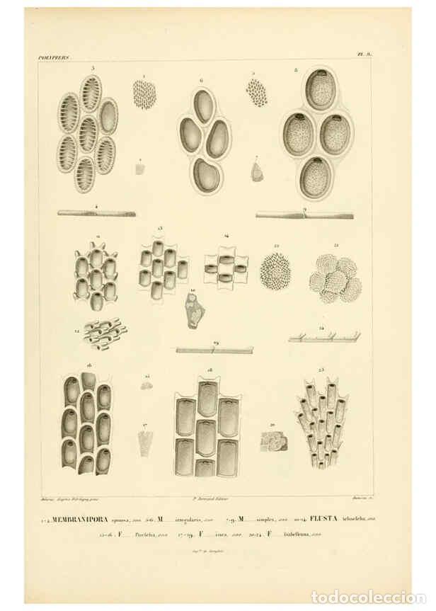 Colecionismo de Revistas e Jornais: Reproducci&oacute;n/Reproduction 6302708267: Voyage dans l'Am&eacute;rique M&eacute;ridionale. v.9. Paris :Pitois-Levraul