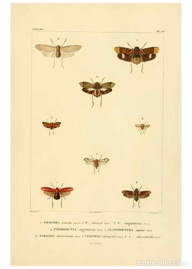 Colecionismo de Revistas e Jornais: Reproducci&oacute;n/Reproduction 6303250908: Voyage dans l'Am&eacute;rique M&eacute;ridionale. v.9. Paris :Pitois-Levraul