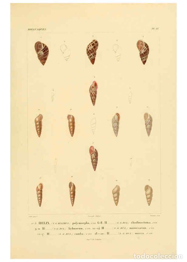 Colecionismo de Revistas e Jornais: Reproducci&oacute;n/Reproduction 6302692975: Voyage dans l'Am&eacute;rique M&eacute;ridionale. v.9. Paris :Pitois-Levraul