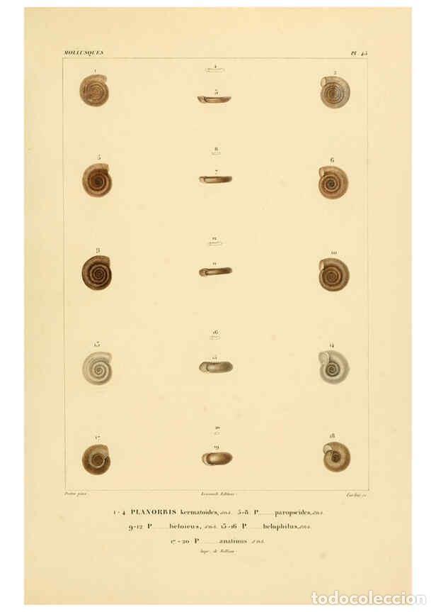 Colecionismo de Revistas e Jornais: Reproducci&oacute;n/Reproduction 6303219500: Voyage dans l'Am&eacute;rique M&eacute;ridionale. v.9. Paris :Pitois-Levraul