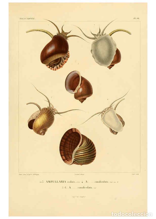 Coleccionismo de Revistas y Peri&oacute;dicos: Reproducci&oacute;n/Reproduction 6303220972: Voyage dans l'Am&eacute;rique M&eacute;ridionale. v.9. Paris :Pitois-Levraul