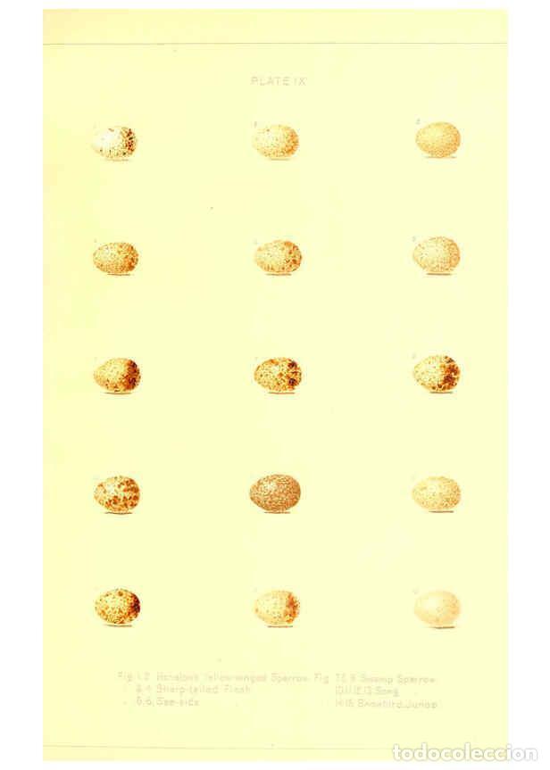 Coleccionismo de Revistas y Peri&oacute;dicos: Reproducci&oacute;n/Reproduction 6305817722: O&ouml;logy of New England Boston :A. Mudge & son, printers,1886 -