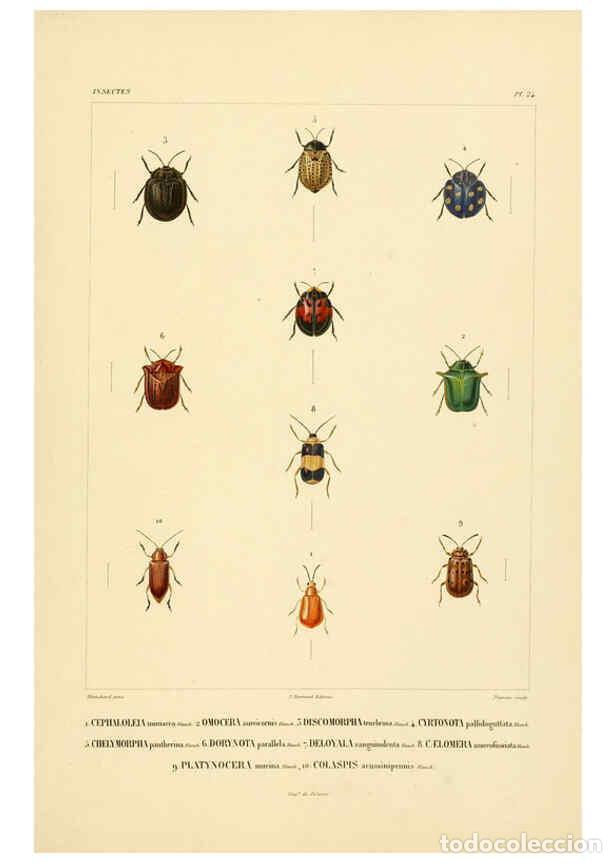 Coleccionismo de Revistas y Peri&oacute;dicos: Reproducci&oacute;n/Reproduction 6302723761: Voyage dans l'Am&eacute;rique M&eacute;ridionale. v.9. Paris :Pitois-Levraul