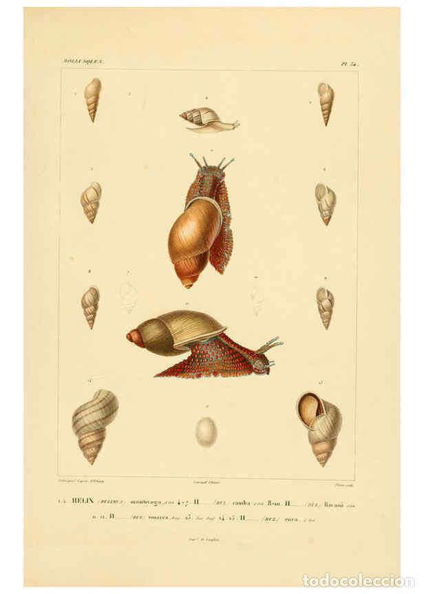 Coleccionismo de Revistas y Peri&oacute;dicos: Reproducci&oacute;n/Reproduction 6303216622: Voyage dans l'Am&eacute;rique M&eacute;ridionale. v.9. Paris :Pitois-Levraul