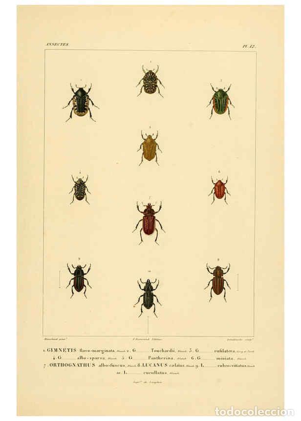 Coleccionismo de Revistas y Peri&oacute;dicos: Reproducci&oacute;n/Reproduction 6303246308: Voyage dans l'Am&eacute;rique M&eacute;ridionale. v.9. Paris :Pitois-Levraul