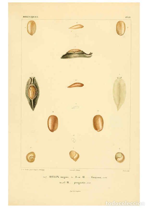 Coleccionismo de Revistas y Peri&oacute;dicos: Reproducci&oacute;n/Reproduction 6303211866: Voyage dans l'Am&eacute;rique M&eacute;ridionale. v.9. Paris :Pitois-Levraul