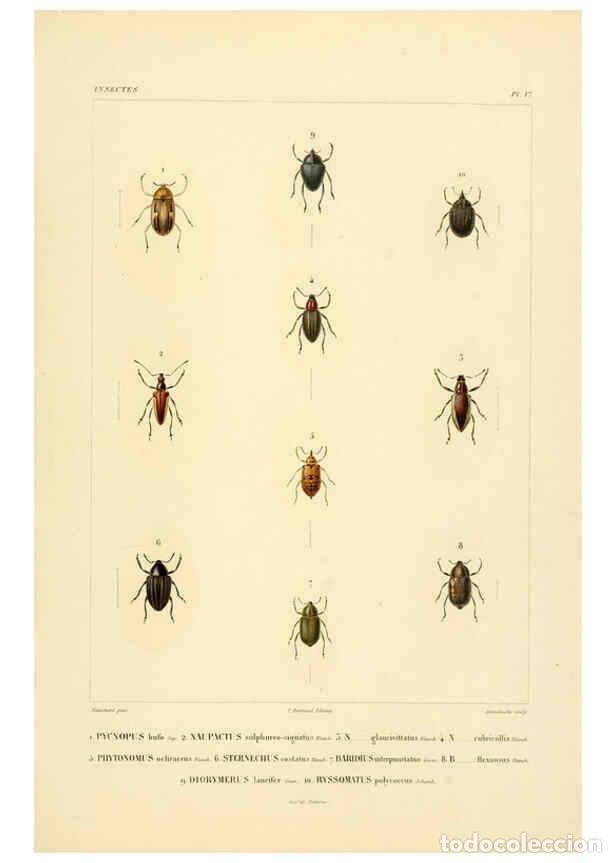 Coleccionismo de Revistas y Peri&oacute;dicos: Reproducci&oacute;n/Reproduction 6302722015: Voyage dans l'Am&eacute;rique M&eacute;ridionale. v.9. Paris :Pitois-Levraul