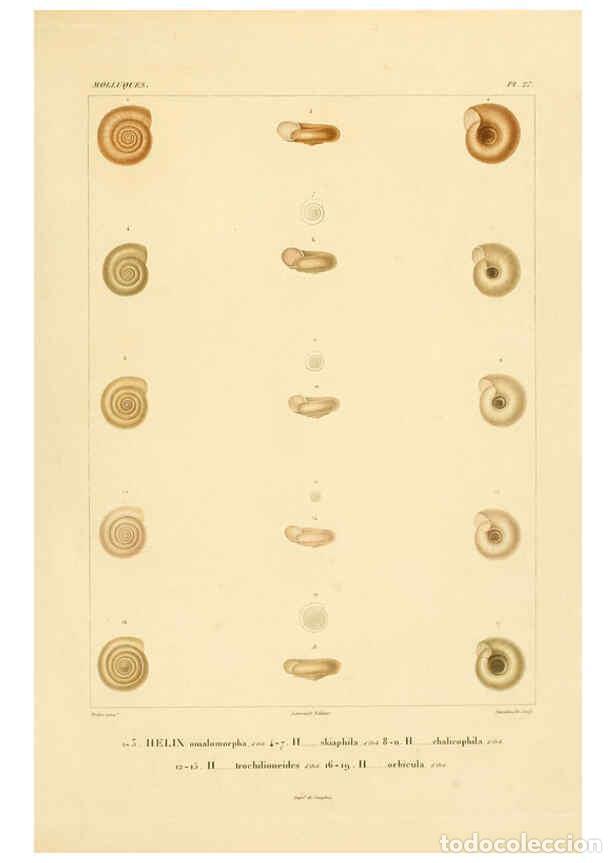 Coleccionismo de Revistas y Peri&oacute;dicos: Reproducci&oacute;n/Reproduction 6302688465: Voyage dans l'Am&eacute;rique M&eacute;ridionale. v.9. Paris :Pitois-Levraul