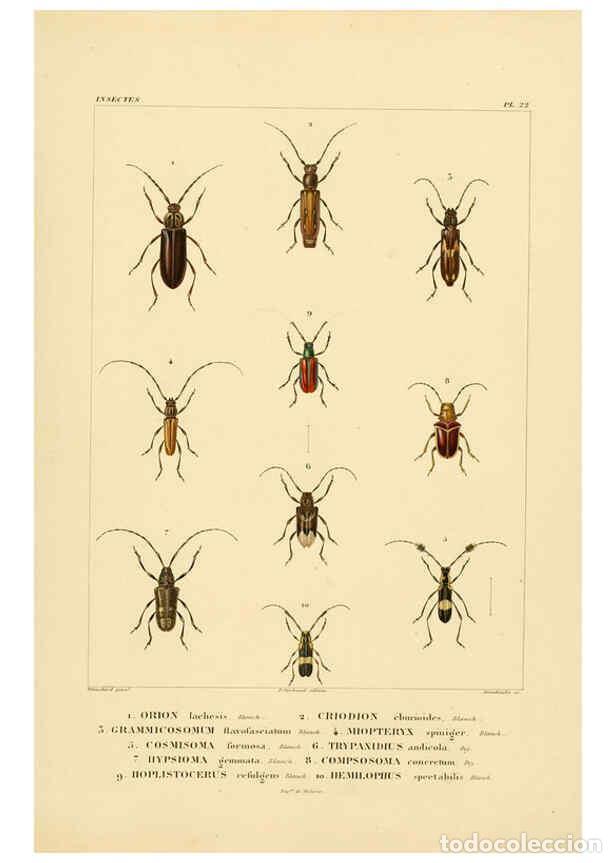 Coleccionismo de Revistas y Peri&oacute;dicos: Reproducci&oacute;n/Reproduction 6303248676: Voyage dans l'Am&eacute;rique M&eacute;ridionale. v.9. Paris :Pitois-Levraul