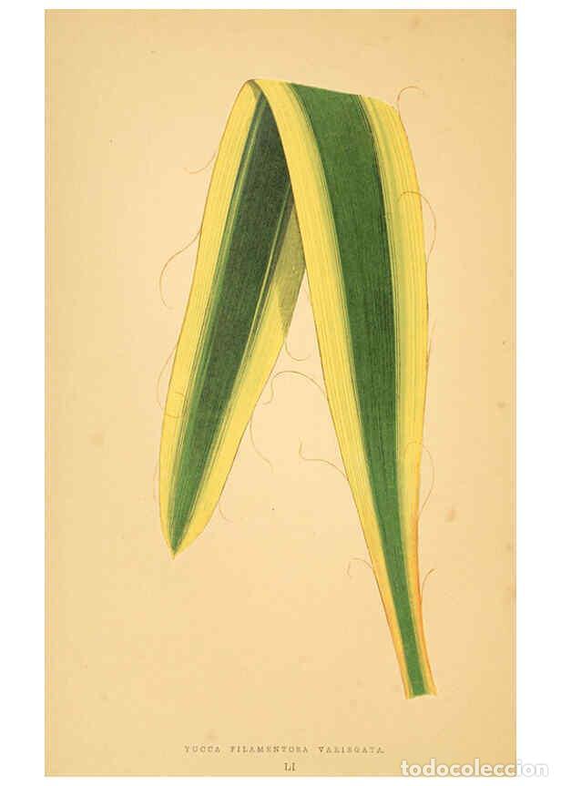 Collection Magazines and Newspapers: Reproducci&oacute;n/Reproduction 6306112180: Les plantes a feuillage color&eacute;. v.1. Paris :Rothschild,1867-18