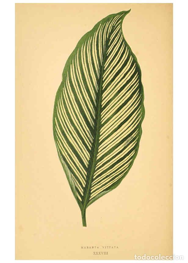 Collection Magazines and Newspapers: Reproducci&oacute;n/Reproduction 6306109476: Les plantes a feuillage color&eacute;. v.1. Paris :Rothschild,1867-18