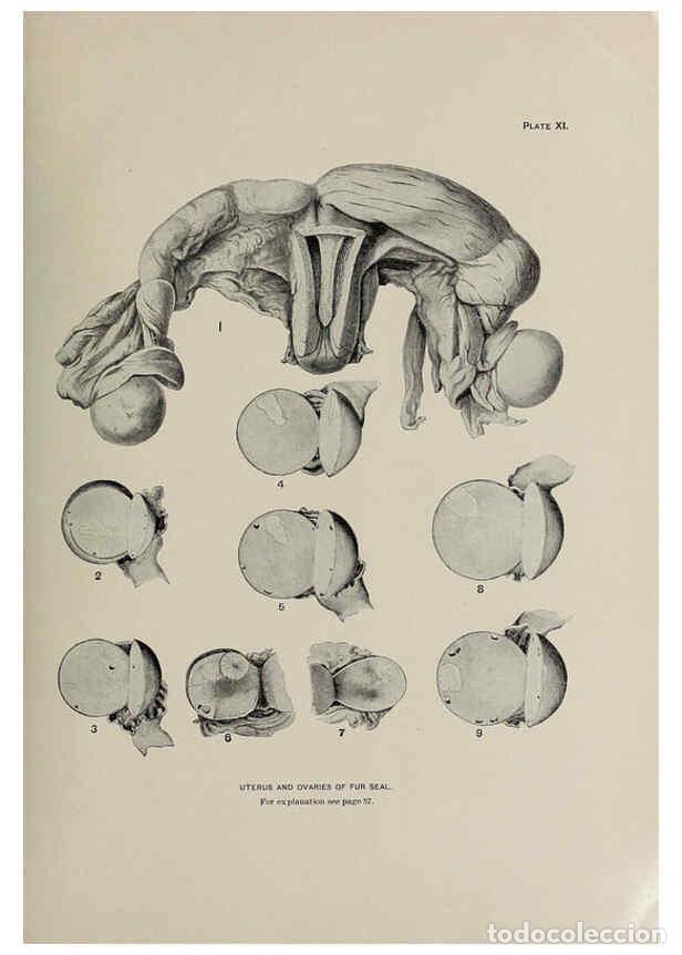 Collection Magazines and Newspapers: Reproducci&oacute;n/Reproduction 6305634189: The fur seals and fur-seal islands of the North Pacific Ocean.