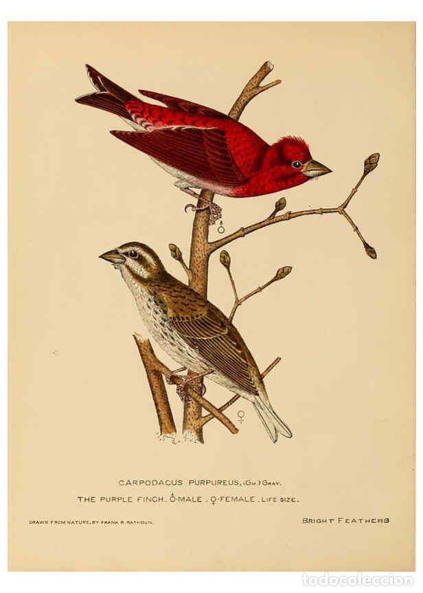 Collection Magazines and Newspapers: Reproducci&oacute;n/Reproduction 6305612731: Bright feathers Auburn, N.Y. :The author,1880-82 - Franklin Ro