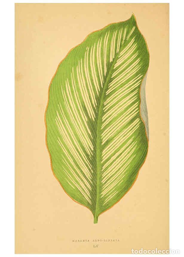 Collection Magazines and Newspapers: Reproducci&oacute;n/Reproduction 6305590435: Les plantes a feuillage color&eacute;. v.1. Paris :Rothschild,1867-18