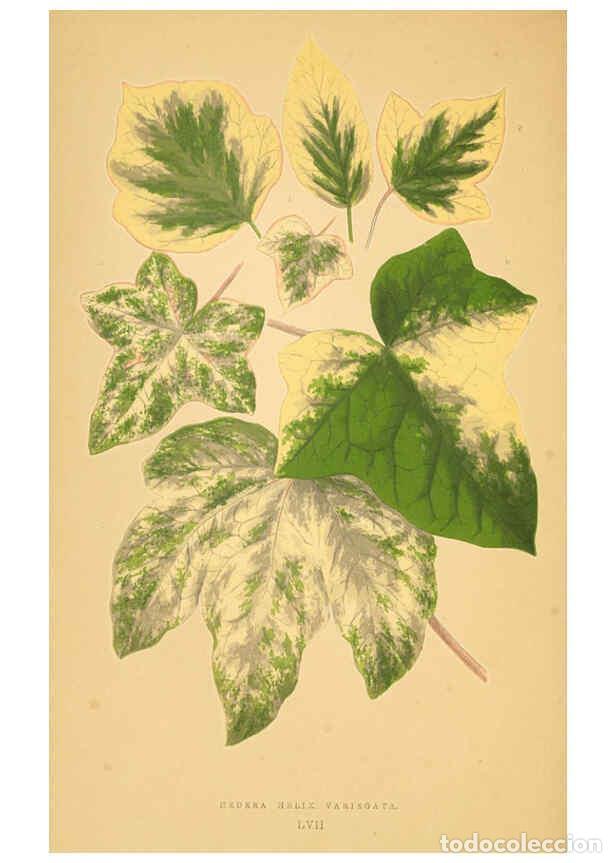 Collection Magazines and Newspapers: Reproducci&oacute;n/Reproduction 6306113308: Les plantes a feuillage color&eacute;. v.1. Paris :Rothschild,1867-18