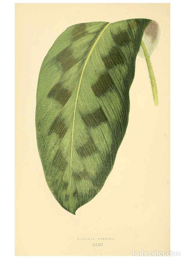 Collection Magazines and Newspapers: Reproducci&oacute;n/Reproduction 6306108314: Les plantes a feuillage color&eacute;. v.1. Paris :Rothschild,1867-18