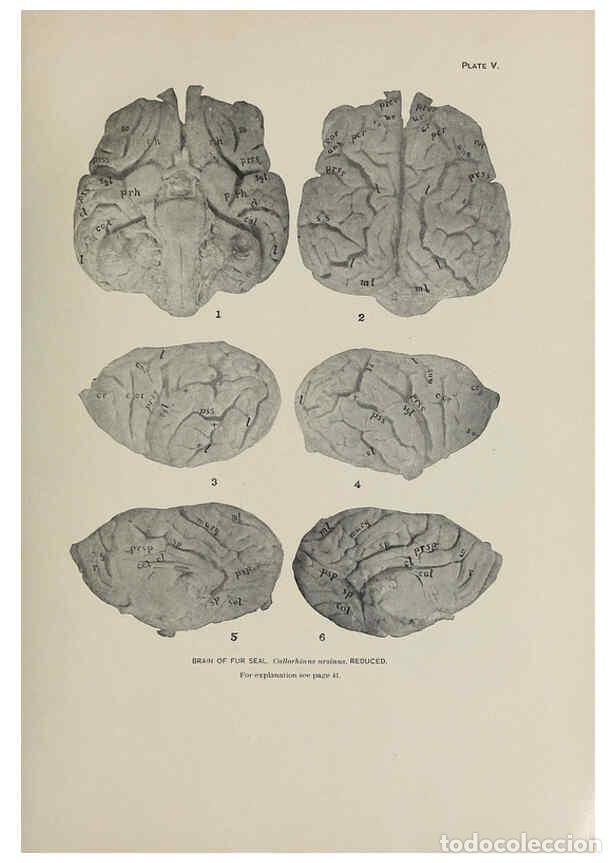 Collection Magazines and Newspapers: Reproducci&oacute;n/Reproduction 6305633103: The fur seals and fur-seal islands of the North Pacific Ocean.