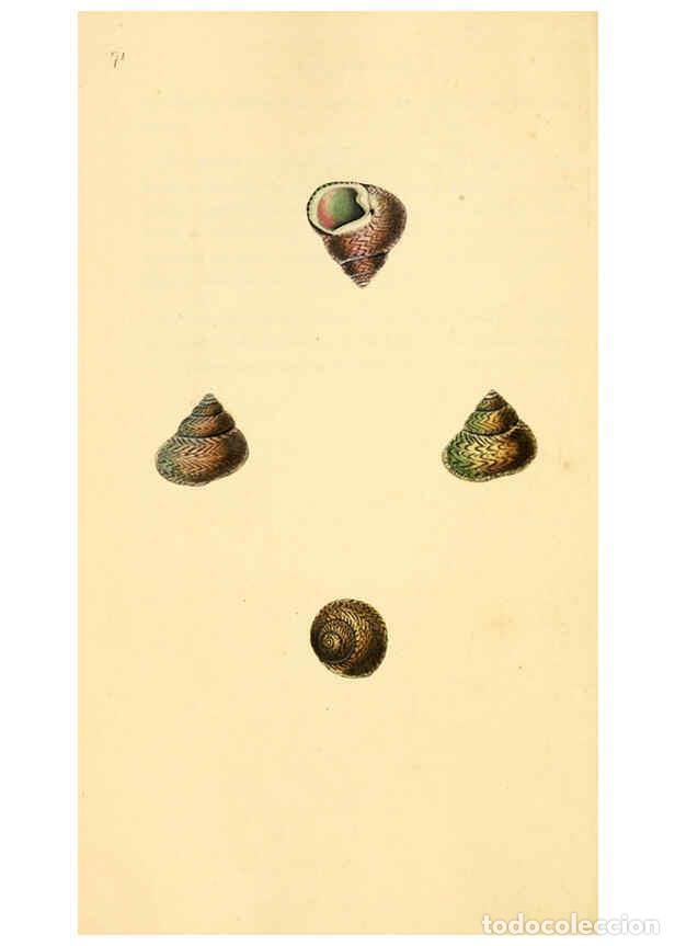 Collezionismo di Riviste e Giornali: Reproducci&oacute;n/Reproduction 6127191108: The natural history of British shells. v.1-3. London :Printed