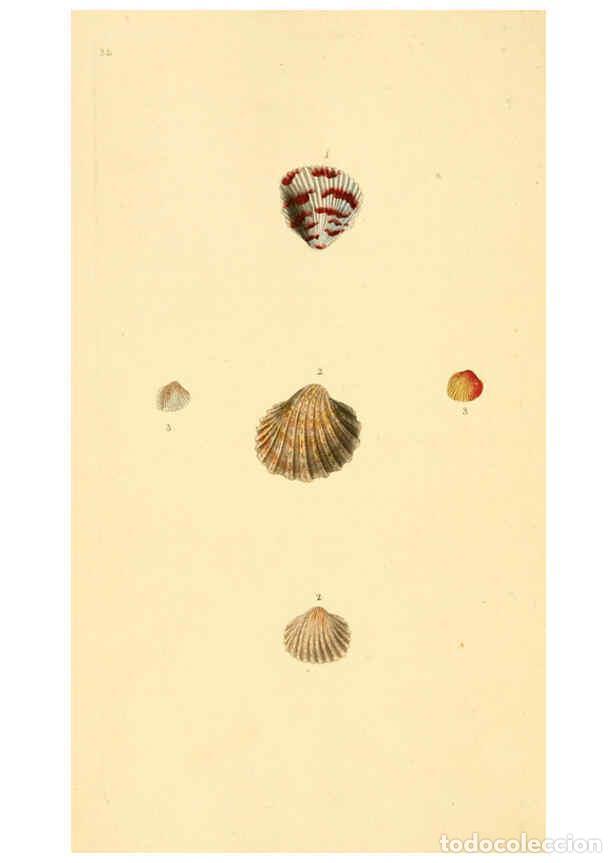 Collezionismo di Riviste e Giornali: Reproducci&oacute;n/Reproduction 6126634583: The natural history of British shells. v.1-3. London :Printed