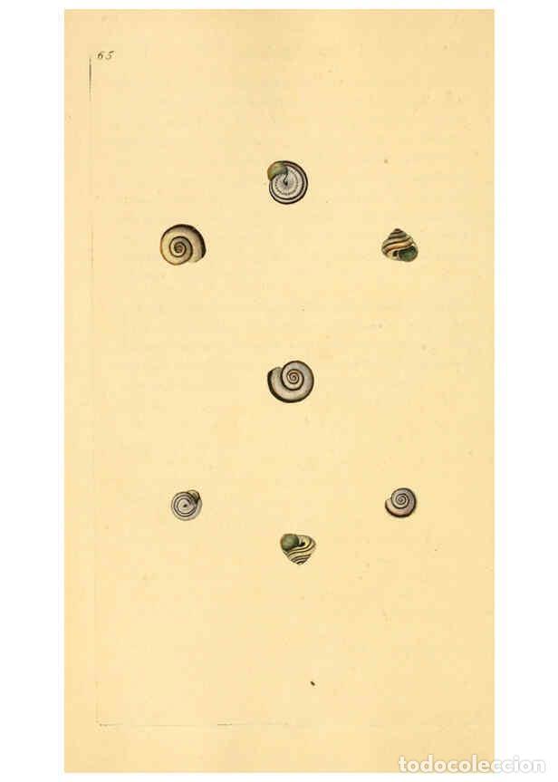 Collezionismo di Riviste e Giornali: Reproducci&oacute;n/Reproduction 6127189560: The natural history of British shells. v.1-3. London :Printed