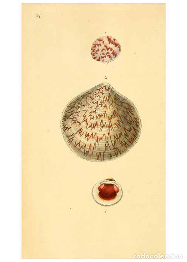 Collezionismo di Riviste e Giornali: Reproducci&oacute;n/Reproduction 6127182618: The natural history of British shells. v.1-3. London :Printed