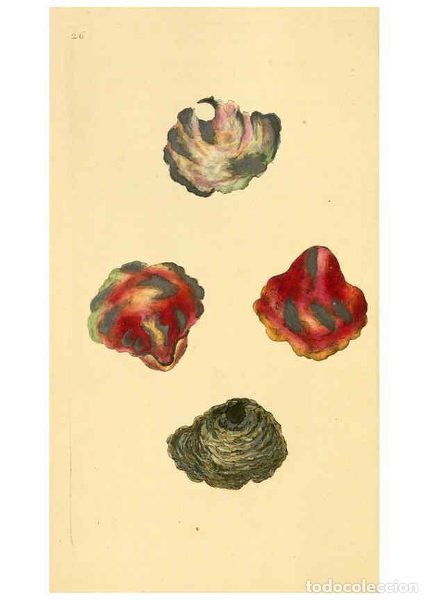 Collezionismo di Riviste e Giornali: Reproducci&oacute;n/Reproduction 6126632973: The natural history of British shells. v.1-3. London :Printed