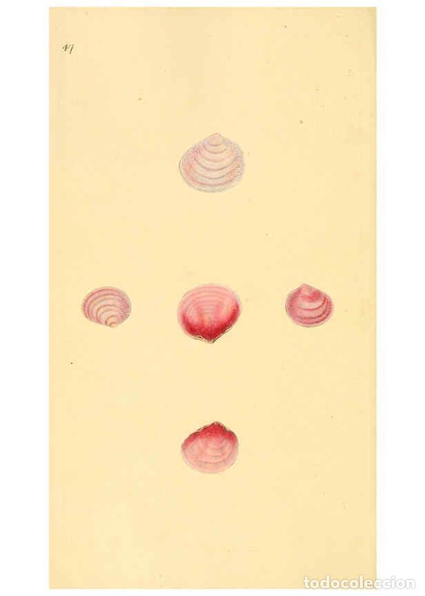 Collezionismo di Riviste e Giornali: Reproducci&oacute;n/Reproduction 6126638321: The natural history of British shells. v.1-3. London :Printed