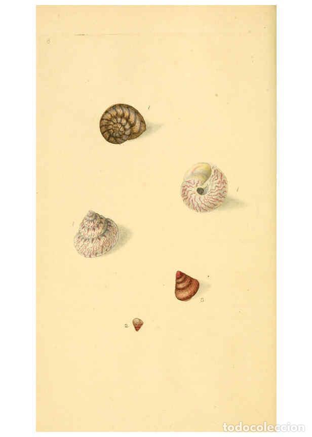 Collezionismo di Riviste e Giornali: Reproducci&oacute;n/Reproduction 6127175660: The natural history of British shells. v.1-3. London :Printed