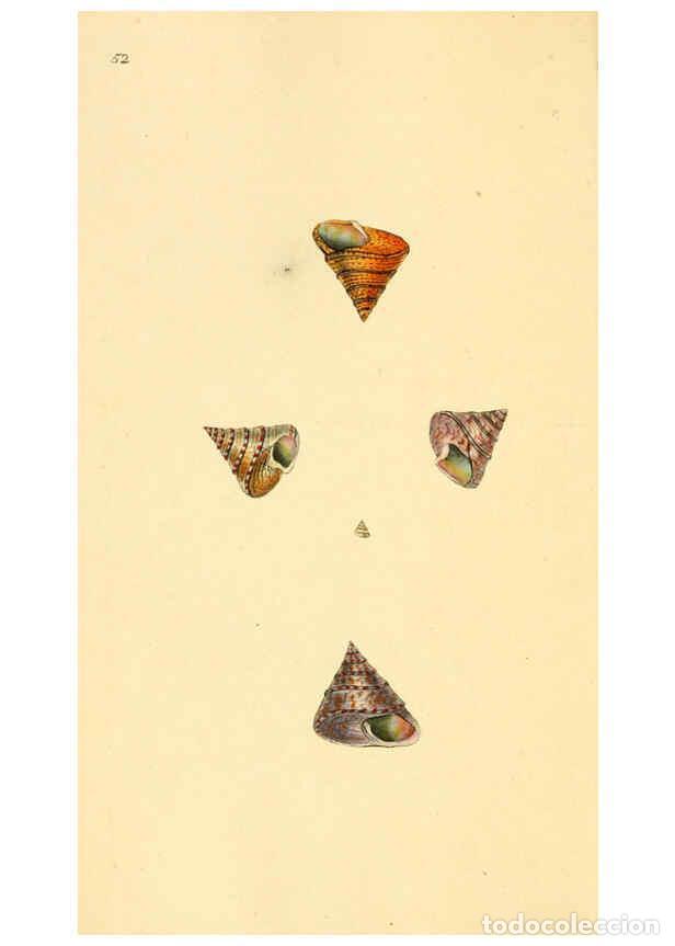 Collezionismo di Riviste e Giornali: Reproducci&oacute;n/Reproduction 6127186398: The natural history of British shells. v.1-3. London :Printed