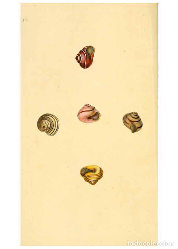 Collezionismo di Riviste e Giornali: Reproducci&oacute;n/Reproduction 6127176770: The natural history of British shells. v.1-3. London :Printed