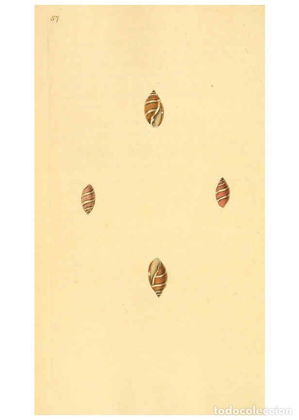 Collezionismo di Riviste e Giornali: Reproducci&oacute;n/Reproduction 6126640941: The natural history of British shells. v.1-3. London :Printed